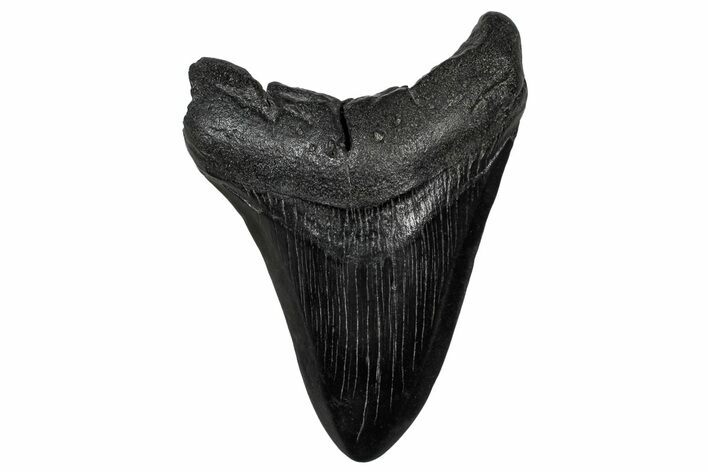 Fossil Megalodon Tooth - South Carolina #333623